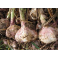 Hot Sales 2021 New Crop Chinese Fresh Garlic